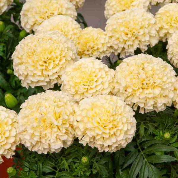 Fleurs - Rose d'Inde Kilimandjaro - face recto